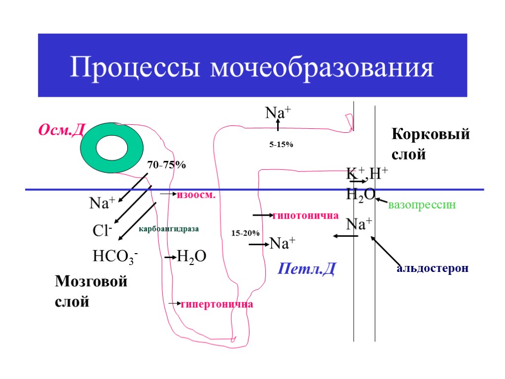 Процессы мочеобразования Nа+ Cl- HCO3- карбоангидраза 70-75% изоосм. Н2О гипертонична Nа+ 15-20% Мозговой слой